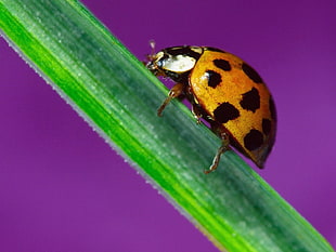 macro photography of red and black lady bird